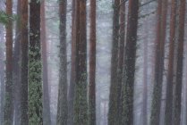 Alberi ricoperti di muschio verde che crescono nei boschi nella giornata nebbiosa nel Parco Nazionale della Sierra de Guadarrama — Foto stock