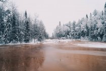 Вид на замерзлу річку, оточену високими хвойними деревами, що ростуть у засніженому лісі взимку — стокове фото
