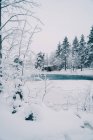 Живописный вид на замерзшую реку, окруженную высокими хвойными деревьями, растущими в снежном лесу зимой — стоковое фото