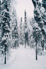 Снежная тропа, ведущая через хвойные деревья, растущие в лесу в облачный день зимой — стоковое фото