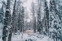 Verschneite Spur führt durch Nadelbäume, die an bewölkten Wintertagen im Wald wachsen — Stockfoto