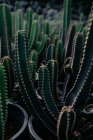 From above of prickly cacti with spiky stems growing in pots in botanical garden — Stock Photo