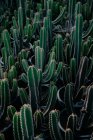 Зверху колючі кактуси з пряними стеблами, що ростуть в горщиках в ботанічному саду — стокове фото