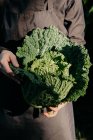 Обрезанный неузнаваемый человек со спелыми овощами в руках, стоящими в солнечном дворе пригородного дома — стоковое фото