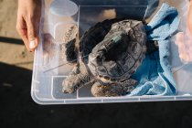 Desde arriba de la cosecha persona anónima de pie con caja de plástico con tortuga con dispositivo de seguimiento preparado para su liberación - foto de stock