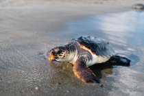 Wild released turtle on carapace on sandy seashore on sunny day — Stock Photo
