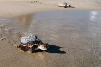 Tartaruga selvagem liberada na carapaça na costa arenosa no dia ensolarado — Fotografia de Stock