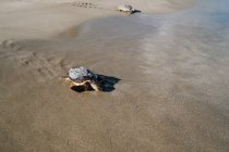 Tortuga salvaje liberada con dispositivo de rastreo en caparazón en la costa arenosa en un día soleado - foto de stock