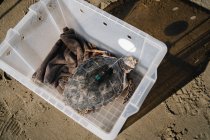 Сверху дикая маленькая черепаха с устройством слежения на карапасе сидит в пластиковой коробке, размещенной на берегу моря — стоковое фото