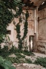 Mur en pierre altérée du bâtiment abandonné restant recouvert de plantes luxuriantes en plein jour — Photo de stock
