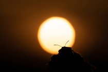 Silhouette di uno scarabeo al tramonto con il sole sullo sfondo — Foto stock