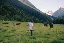Вид ззаду на невідомий молодий чоловічий мандрівник у повсякденному одязі та капелюсі з фотоапаратом, що стоїть на трав'янистих лугах біля пасовищних коней під час подорожі по альпійській місцевості — стокове фото