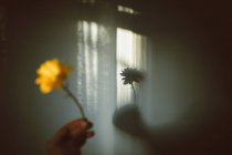 Crop unrecognizable person showing blooming yellow flower on thin stalk against shadows in house — Stock Photo