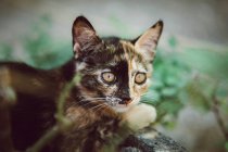 Liebenswertes obdachloses Kätzchen schaut weg — Stockfoto