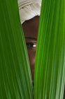 Неузнаваемая черная женщина в традиционном тюрбане смотрит в камеру сквозь зеленые листья тропического растения в саду — стоковое фото