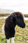Исландская лошадь в поле возле Акранеса, Исландия, Европа — стоковое фото