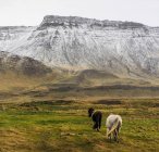 Caballos islandeses en campo cerca de Akranes, Islandia, Europa - foto de stock