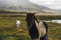 Caballos islandeses en campo cerca de Akranes, Islandia, Europa - foto de stock