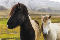 Cavalos islandeses em campo perto de Akranes, Islândia, Europa — Fotografia de Stock
