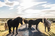 Caballos islandeses en el campo por la ruta 1, Islandia, Europa - foto de stock