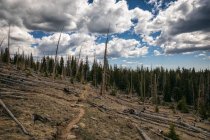 Vista del paesaggio nuvoloso con alberi secchi — Foto stock