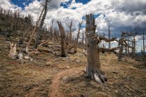 Blick auf bewölkte Landschaft mit trockenen Bäumen — Stockfoto