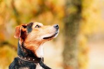 Bozal de perro mestizo doméstico adorable con piel roja y negra mirando hacia otro lado sobre el fondo borroso del parque - foto de stock