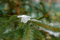Branch of spruce with thin needles with melting snow in forest in winter day — Stock Photo