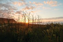 Пейзаж зеленого луга на берегу спокойного моря под облачным солнцем — стоковое фото