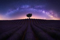 Espectacular vista del cielo nocturno estrellado sobre un árbol solitario que crece en el campo de lavanda púrpura - foto de stock