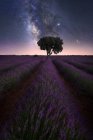 Spectacular view of starry night sky over lonely tree growing in purple lavender field — Stock Photo