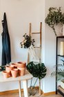 Various clay pots near plants with blooming flowers and manual garden tools in house - foto de stock