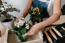 Cropped unrecognizable female gardener in denim overalls with potted plants with blooming flowers in wooden box — Stock Photo