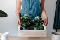 Cropped unrecognizable female gardener in denim overalls with potted plants with blooming flowers in wooden box — Stock Photo