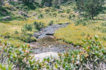 Picturesque view of wavy creek between green meadows and rough boulders with stones in daytime — Stock Photo