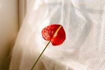 Ângulo alto da flor vermelha do anthurium que cresce no hone perto da janela decorada com cortina — Fotografia de Stock