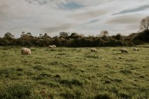 Manada de ovejas pastando en exuberante campo verde en un día soleado en el campo - foto de stock