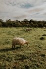 Mandria di pecore al pascolo in un lussureggiante campo verde nella giornata di sole in campagna — Foto stock