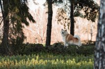Симпатична домашня собака з пухнастим коричневим і білим хутром, що стоїть на зеленому лузі в лісі в денний час — стокове фото