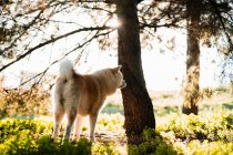 Lindo perro de raza pura con pelaje mullido marrón y blanco de pie en el prado verde en los bosques a la luz del día - foto de stock