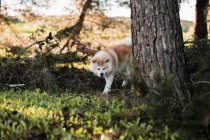 Милая чистокровная собака с пушистым коричневым и белым мехом, стоящая на зеленом лугу в лесу при дневном свете — стоковое фото