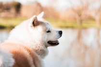 Очаровательная чистокровная японская собака с пушистым двойным пальто, смотрящая в сторону от воды на солнце — стоковое фото