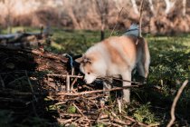 Lindo perro de raza pura con pelaje mullido marrón y blanco de pie en el prado verde en los bosques a la luz del día - foto de stock