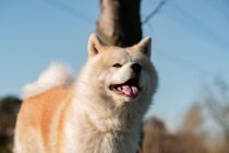 Carino cane di razza pura con soffice pelliccia marrone e bianco in piedi su prato verde in boschi alla luce del giorno — Foto stock