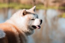 Adorable purebred Japanese dog with fluffy double coat looking away against water in sunlight — Stock Photo