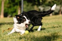 Divertente Border Collie cane che gioca con la palla da tennis sul prato verde nel parco nella giornata di sole in estate — Foto stock