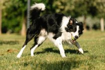 Engraçado Border Collie cão jogando com bola de tênis no gramado verde no parque no dia ensolarado no verão — Fotografia de Stock