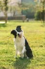 Чарівний пухнастий прикордонний собака Коллі сидить з язиком на траві в полі і дивиться на камеру — стокове фото