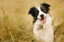 Очаровательная пушистая пограничная колли-собака сидит с языком на траве в поле и смотрит в камеру — стоковое фото