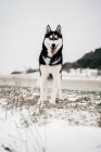 Husky cane in piedi in prato innevato con la lingua fuori guardando la fotocamera in giorno d'inverno sotto il cielo grigio — Foto stock